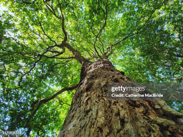 tree hugger - catherine macbride stock pictures, royalty-free photos & images