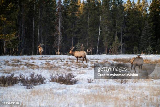 herd of elks in canada, winter - caribou stock pictures, royalty-free photos & images