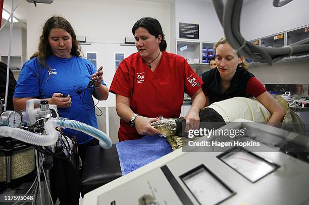 Happy Feet" the emperor penguin that washed up on the Kapiti Coast last week, undergoes a medical examination by Wellington Zoo staff Lydia Uddsrtom,...