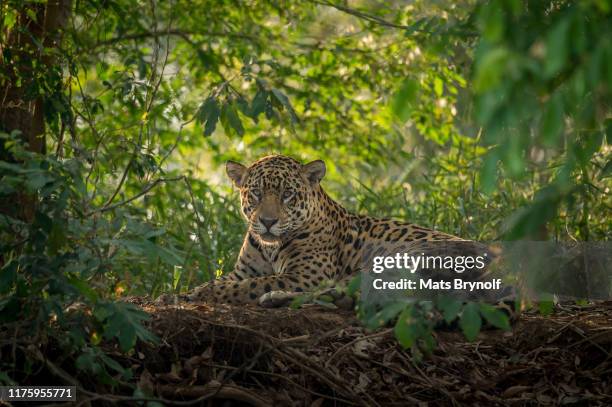 jaguar resting in the pantanal jungle - jaguar animal stock pictures, royalty-free photos & images