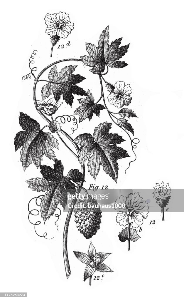 Balsam Apple, Various Plants, Including Members of the Sumac, Spurge and gourd Families Engraving Antique Illustration, Published 1851