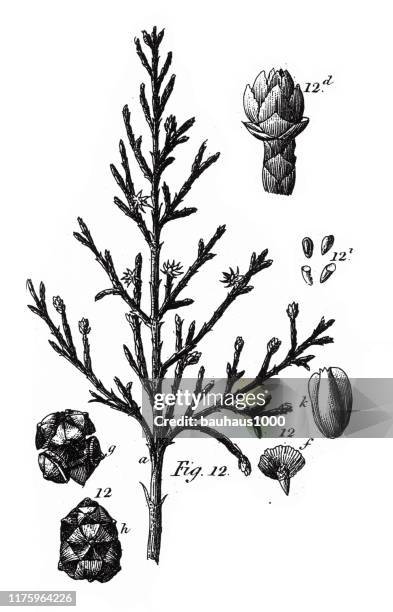 european cypress, coniferous gymnosperms and angiosperms of the mulberry, pepper, beech and witch hazel families engraving antique illustration, published 1851 - witchhazel stock illustrations