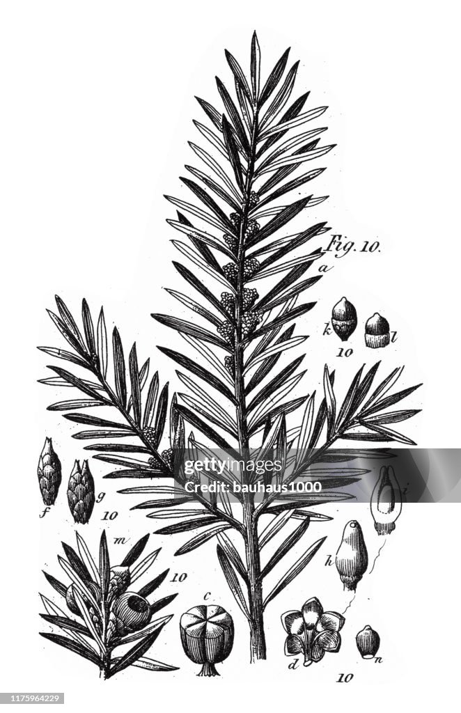 European Yew, Coniferous Gymnosperms and Angiosperms of the Mulberry, Pepper, Beech and Witch hazel families Engraving Antique Illustration, Published 1851