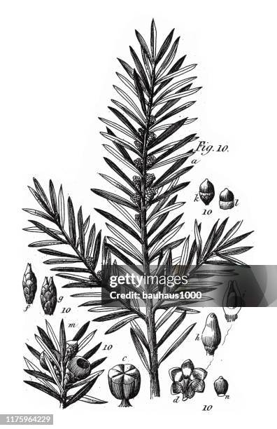 european yew, coniferous gymnosperms and angiosperms of the mulberry, pepper, beech and witch hazel families engraving antique illustration, published 1851 - witchhazel stock illustrations