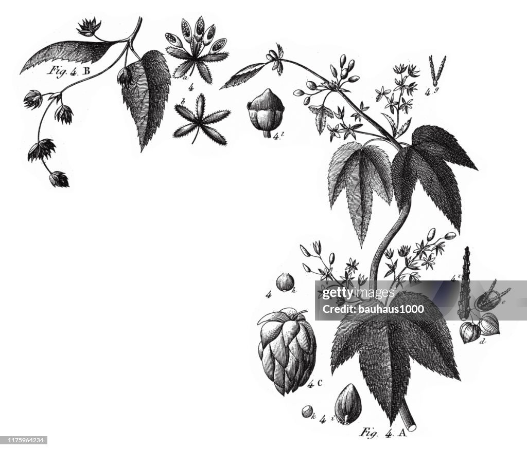 Hops, Coniferous Gymnosperms and Angiosperms of the Mulberry, Pepper, Beech and Witch hazel families Engraving Antique Illustration, Published 1851