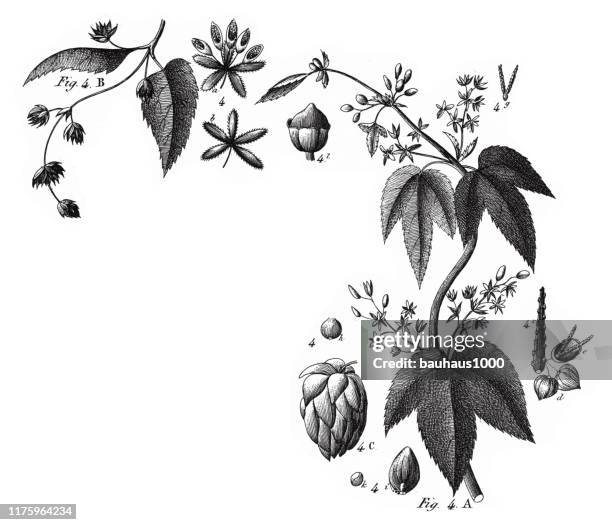 hops, coniferous gymnosperms and angiosperms of the mulberry, pepper, beech and witch hazel families engraving antique illustration, published 1851 - witchhazel stock illustrations
