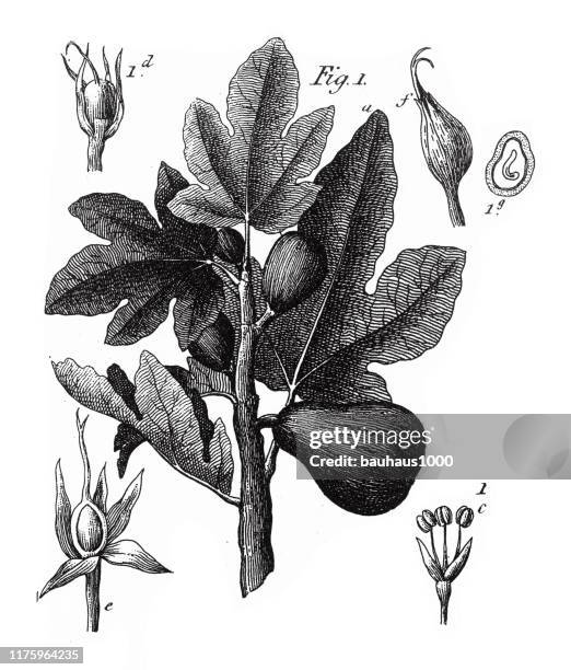 fig tree, coniferous gymnosperms and angiosperms of the mulberry, pepper, beech and witch hazel families engraving antique illustration, published 1851 - witchhazel stock illustrations