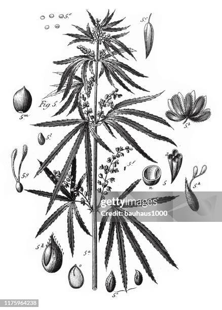 hemp, coniferous gymnosperms and angiosperms of the mulberry, pepper, beech and witch hazel families engraving antique illustration, published 1851 - witchhazel stock illustrations