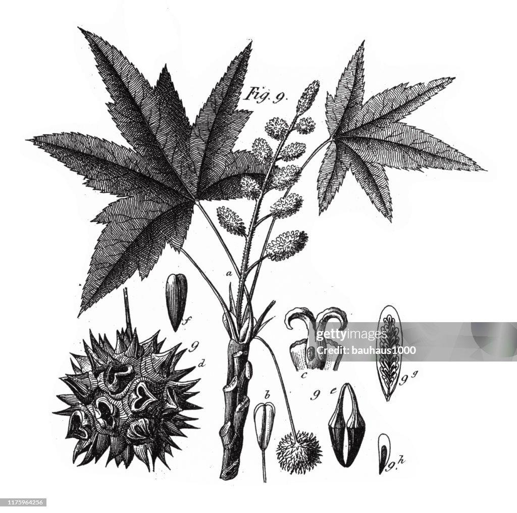 Sweet Gum, Coniferous Gymnosperms and Angiosperms of the Mulberry, Pepper, Beech and Witch hazel families Engraving Antique Illustration, Published 1851