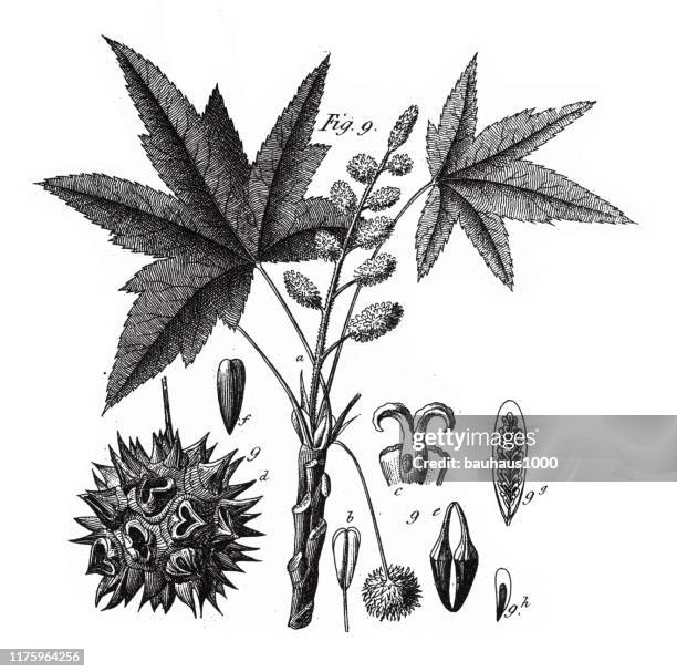 sweet gum, coniferous gymnosperms and angiosperms of the mulberry, pepper, beech and witch hazel families engraving antique illustration, published 1851 - witchhazel stock illustrations