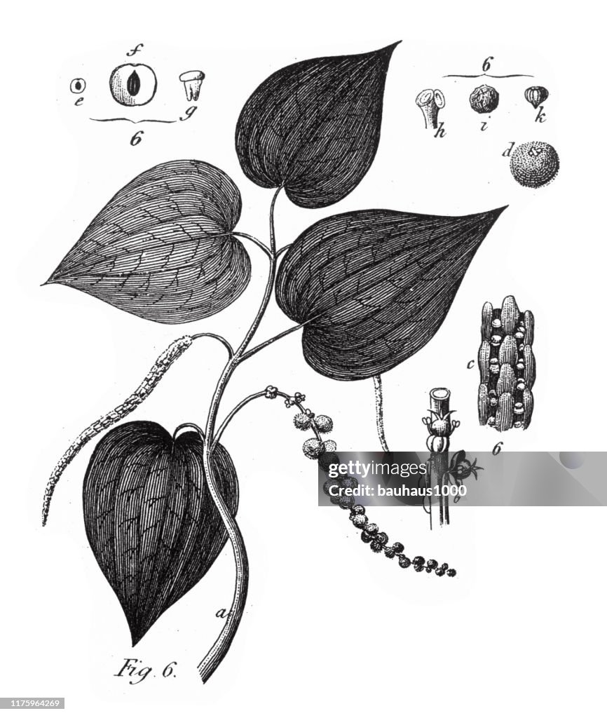 Black Pepper, Coniferous Gymnosperms and Angiosperms of the Mulberry, Pepper, Beech and Witch hazel families Engraving Antique Illustration, Published 1851
