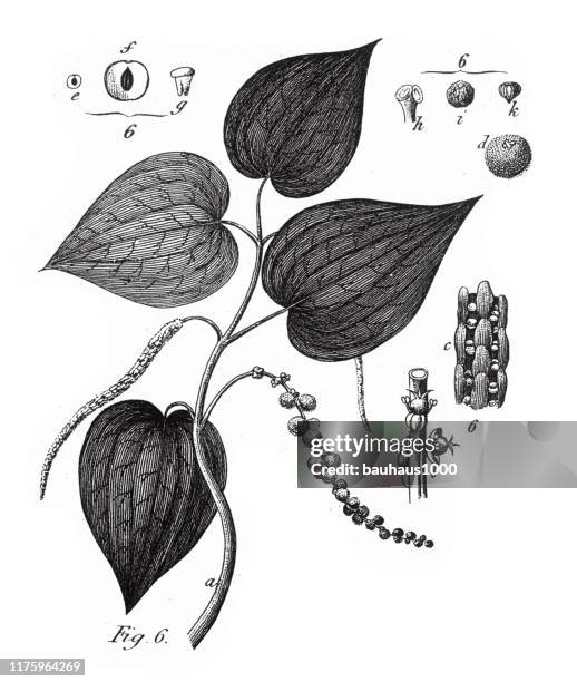 black pepper, coniferous gymnosperms and angiosperms of the mulberry, pepper, beech and witch hazel families engraving antique illustration, published 1851 - witchhazel stock illustrations