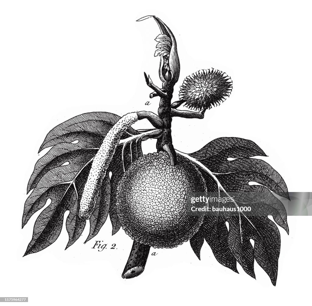 Breadfruit, Coniferous Gymnosperms and Angiosperms of the Mulberry, Pepper, Beech and Witch hazel families Engraving Antique Illustration, Published 1851