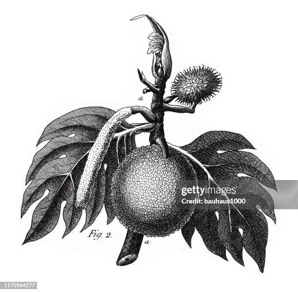 breadfruit, coniferous gymnosperms and angiosperms of the mulberry, pepper, beech and witch hazel families engraving antique illustration, published 1851 - witchhazel stock illustrations