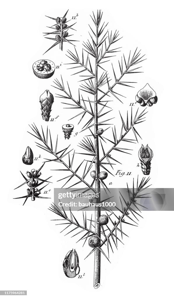 Common Juniper, Coniferous Gymnosperms and Angiosperms of the Mulberry, Pepper, Beech and Witch hazel families Engraving Antique Illustration, Published 1851