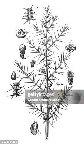common juniper, coniferous gymnosperms and angiosperms of the mulberry, pepper, beech and witch hazel families engraving antique illustration, published 1851 - witchhazel stock illustrations