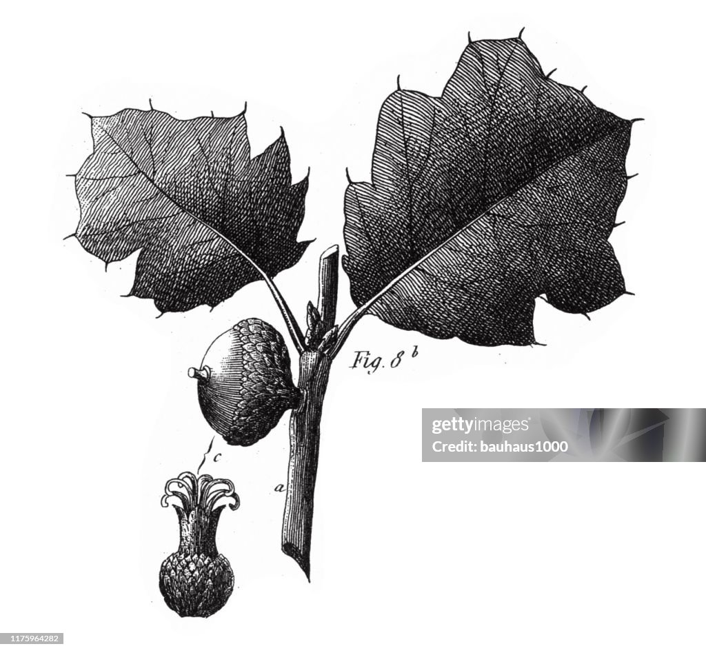 Black Oak, Coniferous Gymnosperms and Angiosperms of the Mulberry, Pepper, Beech and Witch hazel families Engraving Antique Illustration, Published 1851