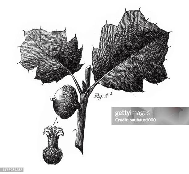black oak, coniferous gymnosperms and angiosperms of the mulberry, pepper, beech and witch hazel families engraving antique illustration, published 1851 - witchhazel stock illustrations