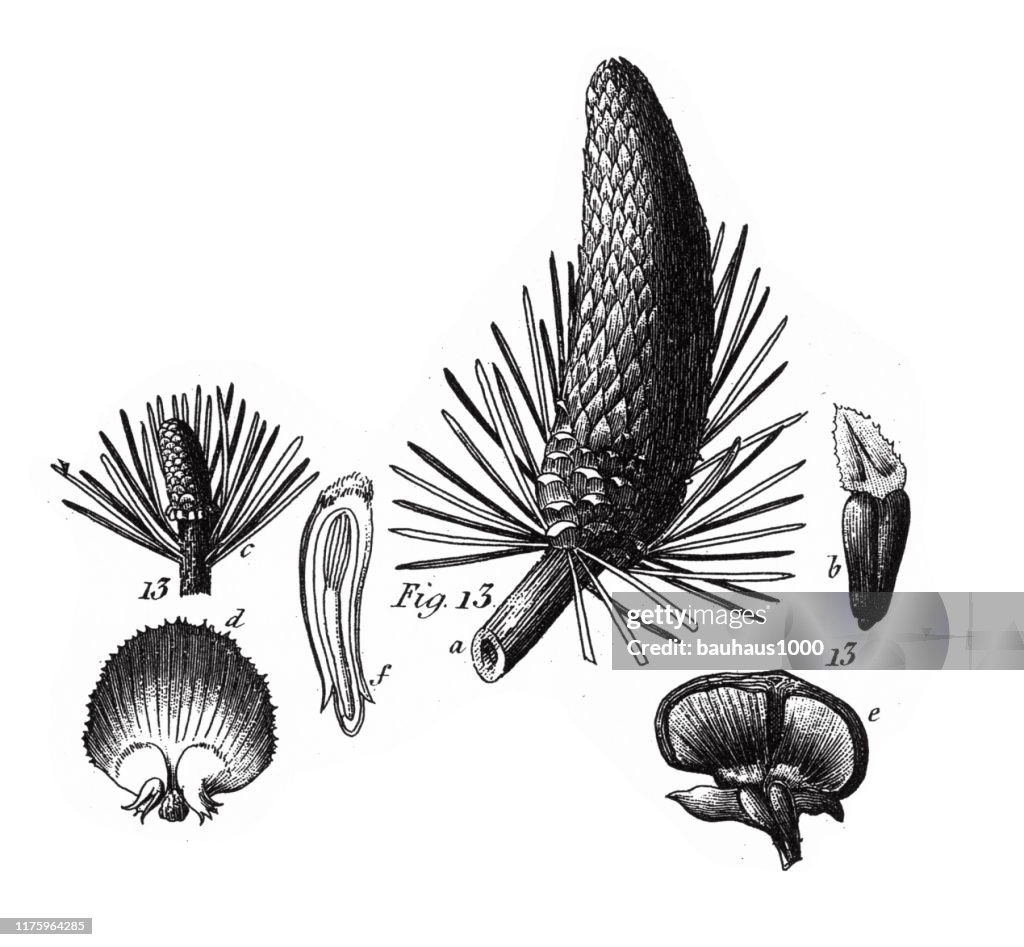European Cedar, Coniferous Gymnosperms and Angiosperms of the Mulberry, Pepper, Beech and Witch hazel families Engraving Antique Illustration, Published 1851
