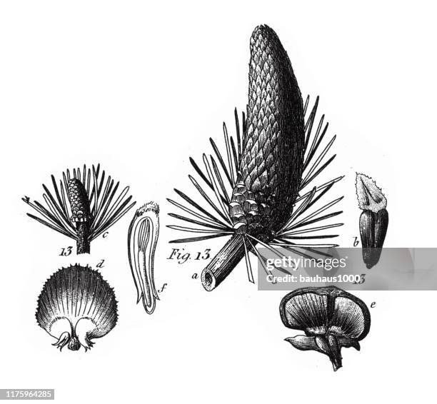 european cedar, coniferous gymnosperms and angiosperms of the mulberry, pepper, beech and witch hazel families engraving antique illustration, published 1851 - witchhazel stock illustrations