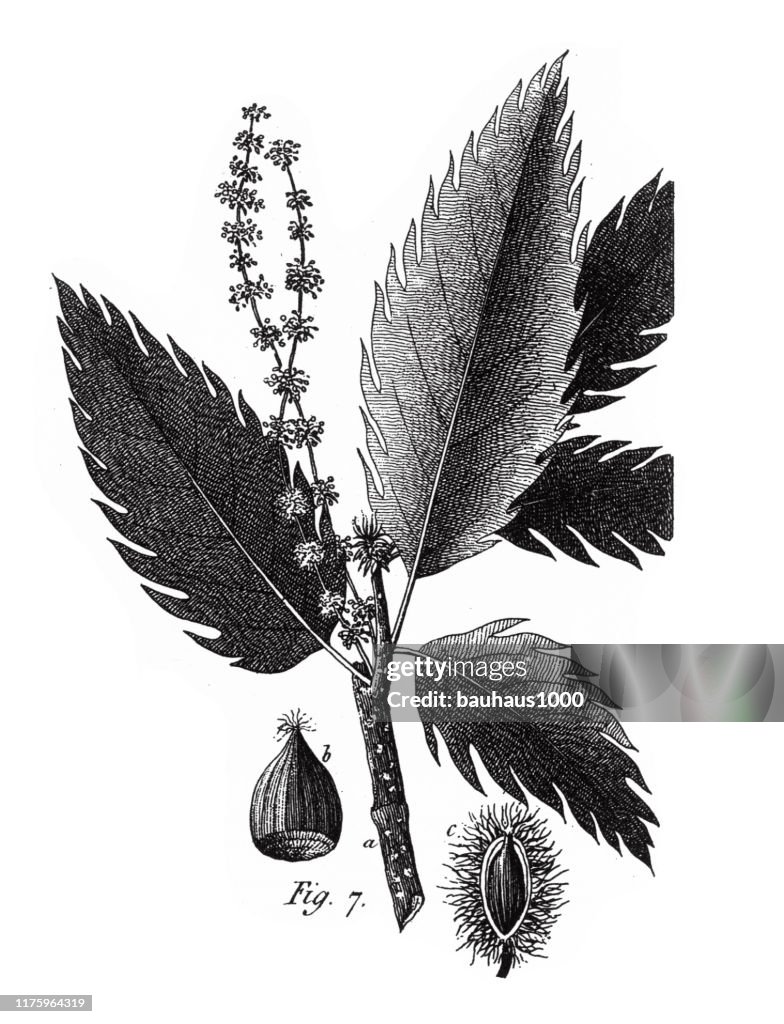 Chestnut, Coniferous Gymnosperms and Angiosperms of the Mulberry, Pepper, Beech and Witch hazel families Engraving Antique Illustration, Published 1851