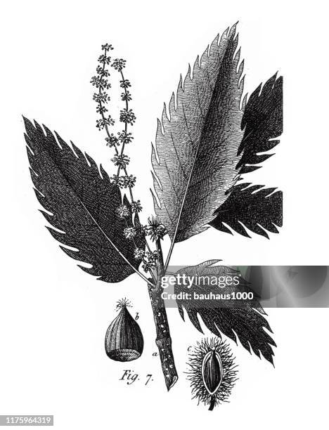 chestnut, coniferous gymnosperms and angiosperms of the mulberry, pepper, beech and witch hazel families engraving antique illustration, published 1851 - witchhazel stock illustrations