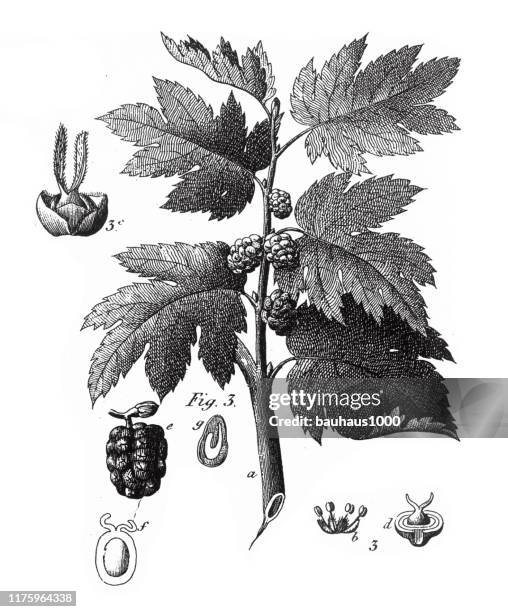 black mulberry, coniferous gymnosperms and angiosperms of the mulberry, pepper, beech and witch hazel families engraving antique illustration, published 1851 - witchhazel stock illustrations