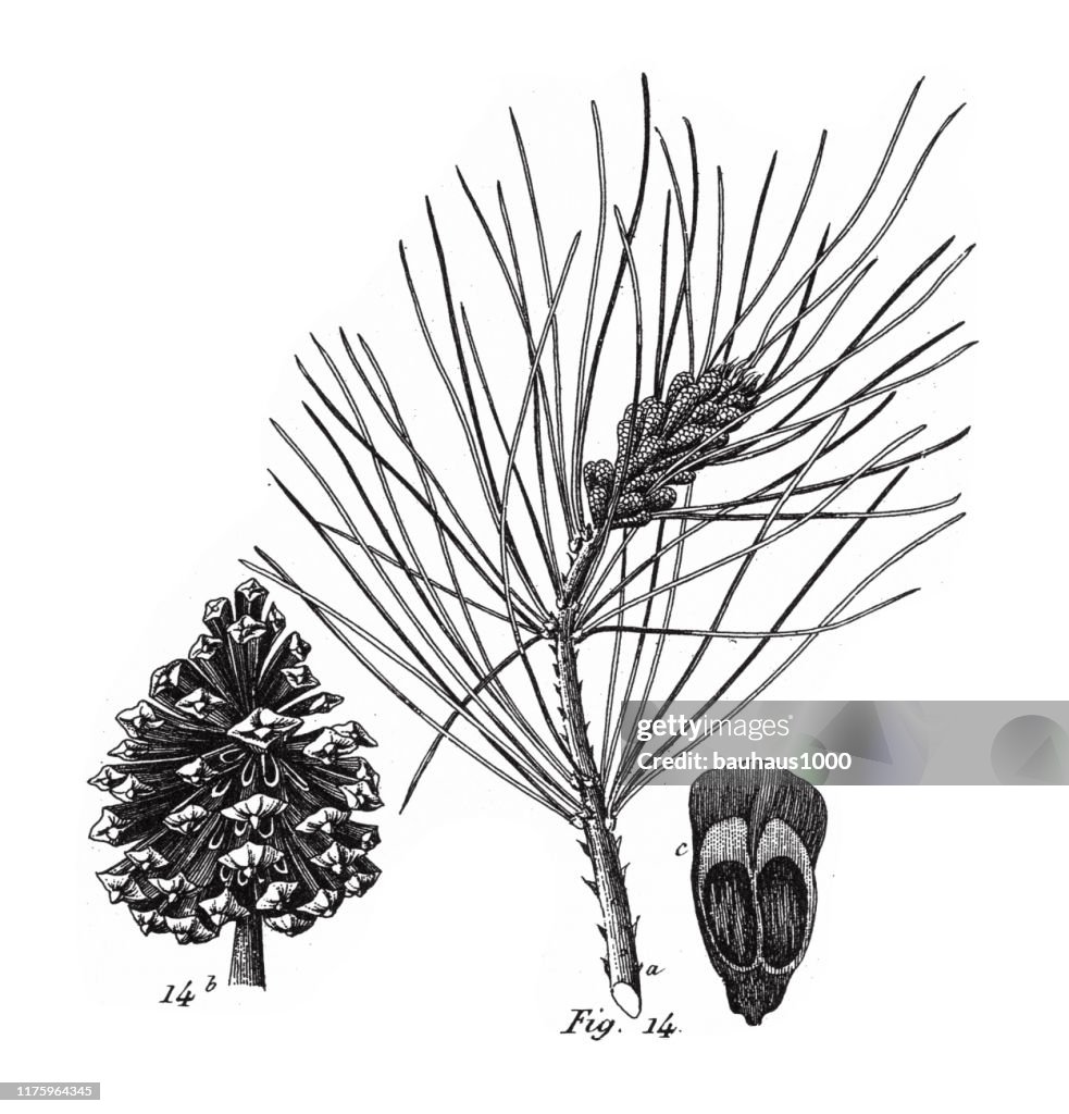 Nadelbaum, Nadel-Gymnospermen und Angiospermen der Maulbeere, Pfeffer, Buche und Hexe Hasel-Familien Gravur antike Illustration, veröffentlicht 1851
