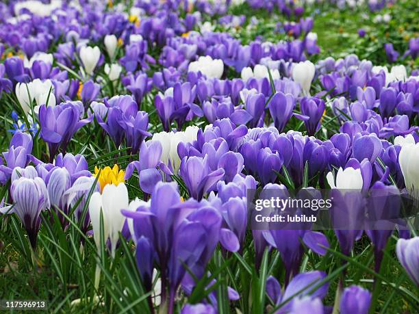 purple, white and yellow crocus - april bildbanksfoton och bilder