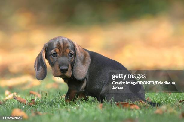 roughhaired dachshund (canis lupus familiaris) puppy, 8 weeks, sitting in autumn foliage, germany - wire haired dachshund stock pictures, royalty-free photos & images