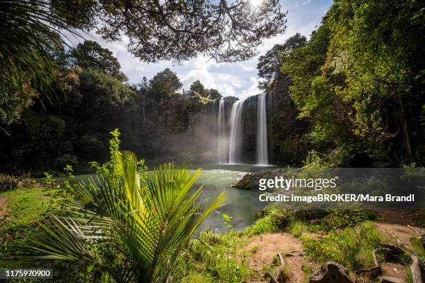 waterfall, whangarei falls, river hatea, whangarei falls scenic reserve, northland, north island, new zealand - whangarei heads stockfoto's en -beelden