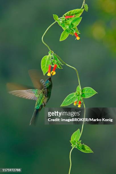 violet-capped woodnymph (thalurania glaucopis) drinking nectar at a flower, atlantic rainforest, state of sao paulo, brazil - violet capped woodnymph stock pictures, royalty-free photos & images