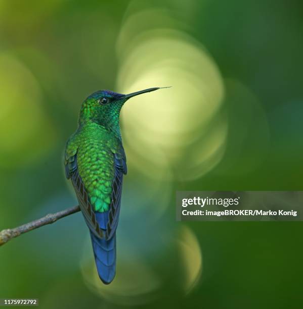 violet-capped woodnymph (thalurania glaucopis) on branch, atlantic rainforest, state of sao paulo, brazil - violet capped woodnymph stock pictures, royalty-free photos & images