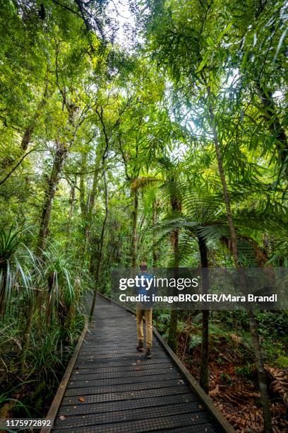 young man on hiking trail in kauri forest, kauri walks, waipoua forest, northland, north island, new zealand - ワイポウア ストックフォトと画像