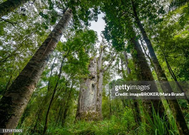 te matua ngahere, father of the forest, huge agathis australis (agathis australis), four sisters, waipoua forest, northland, north island, new zealand - waipoua forest stock pictures, royalty-free photos & images