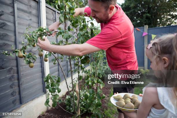 adult and child harvesting pears off a fruit tree - pear tree stock pictures, royalty-free photos & images