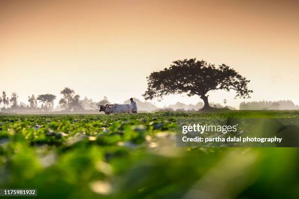 agricultural land - west bengal stock pictures, royalty-free photos & images