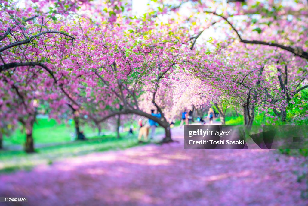 Tree Rows Arches Rows Of Cherry Blossom Trees Make Flower Arches Which Surround The ...