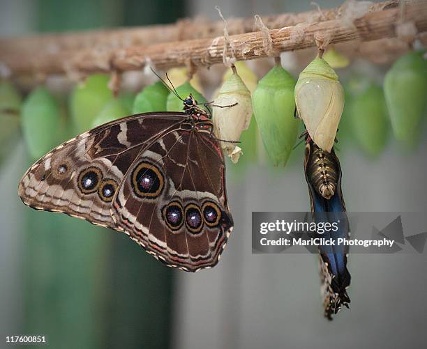 morpho peleides - butterfly cacoon stock-fotos und bilder