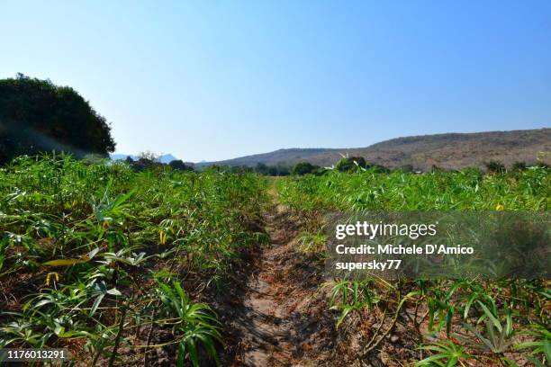 cassava crops - cassava bildbanksfoton och bilder