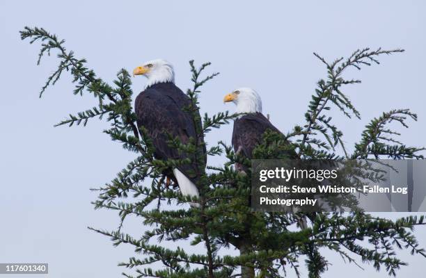 pair of bald eagles in tree - pairs stock pictures, royalty-free photos & images