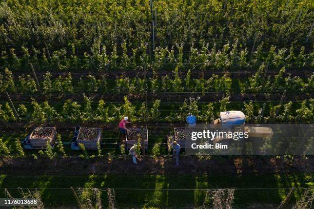 apfelernte, luftansicht - picking harvesting stock-fotos und bilder