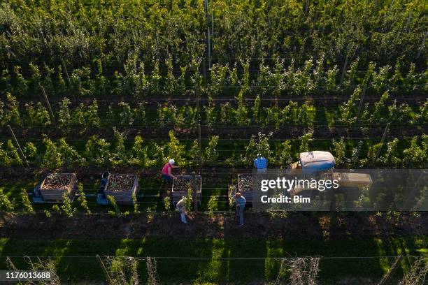 cosecha de manzana, vista aérea - picking harvesting fotografías e imágenes de stock