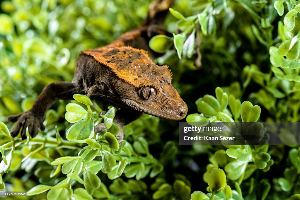 Crested Gecko auf Blättern isoliert weißen Hintergrund