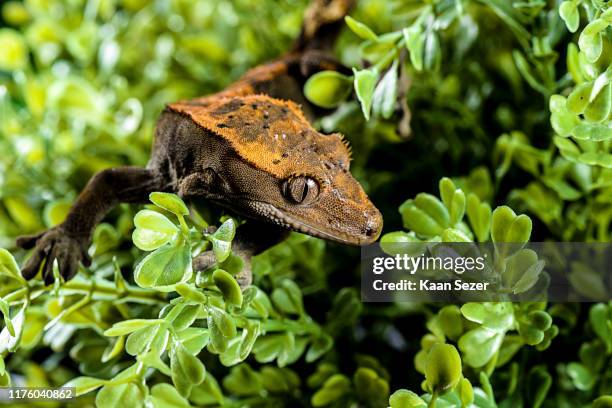 Crested Gecko On Leafs Isolated White Background High-Res Stock Photo