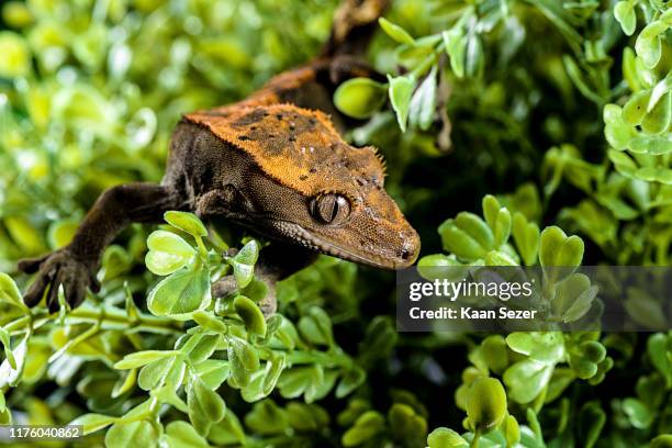 crested gecko on leafs isolated white background - animal's crest stock pictures, royalty-free photos & images