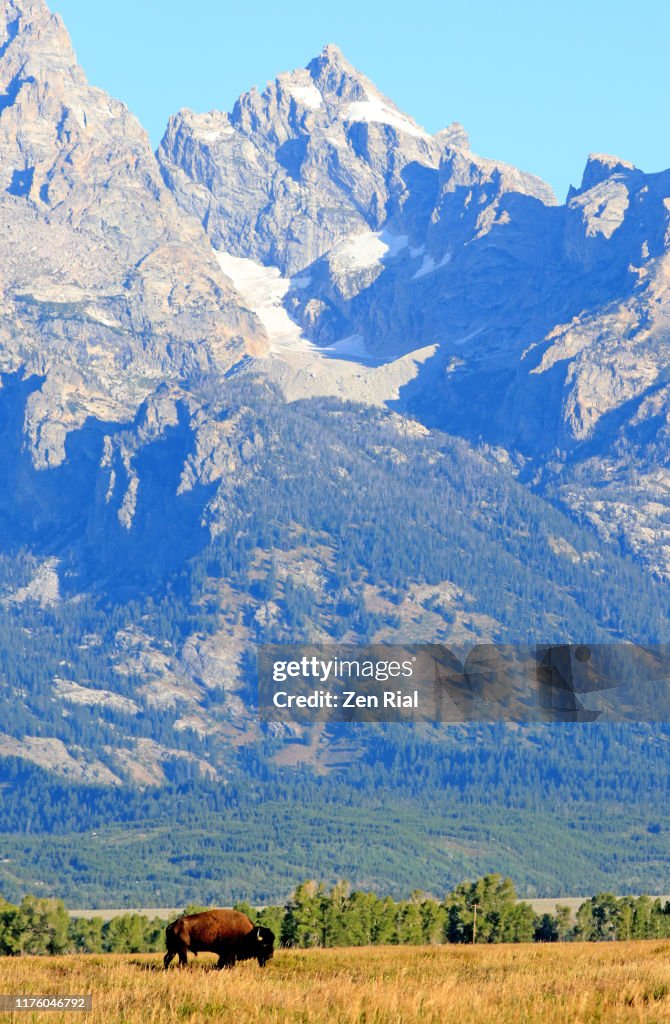 A lone Bison in grass area with Teton mountain range in the background