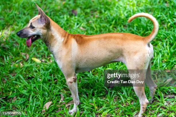Native American Ridgeback Phu Quoc Ridgeback Photos and Premium High Res Pictures - Getty Images
