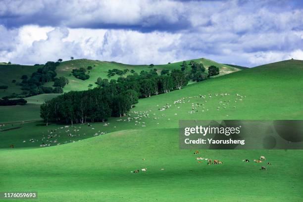 aerial view of a large group of cattle in pasture,under the bluesky - domestic cattle imagens e fotografias de stock