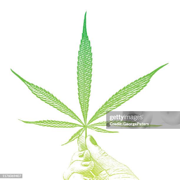 hand holding cannabis leaf on white background - cannabis oil stock illustrations